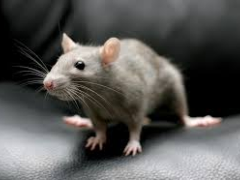  Service Provider of Rodent Control in Bikaner, Rajasthan, India. 