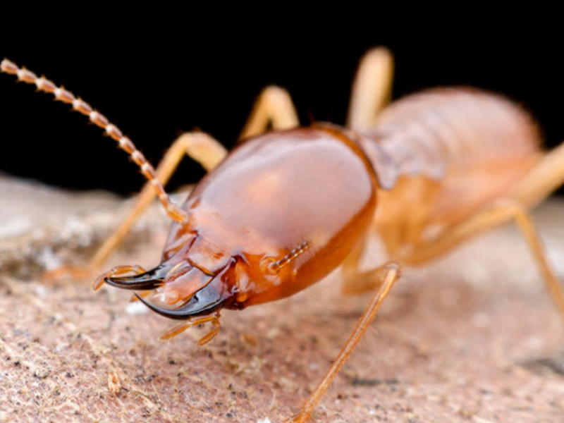  Service Provider of Termite Control in Bikaner, Rajasthan, India. 